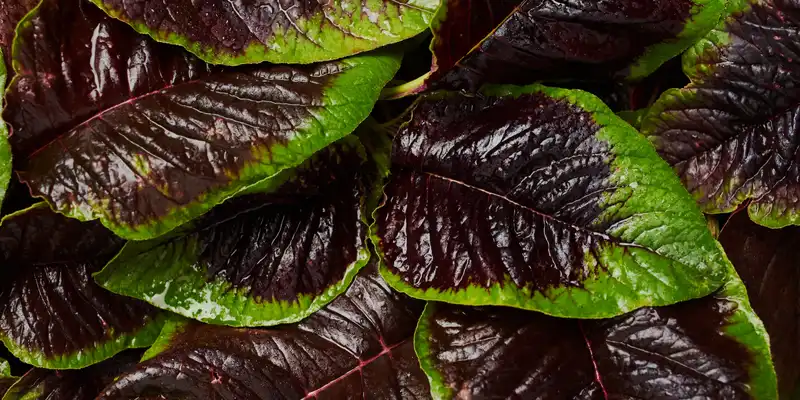 Amaranth leaves