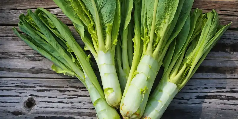 Celtuce