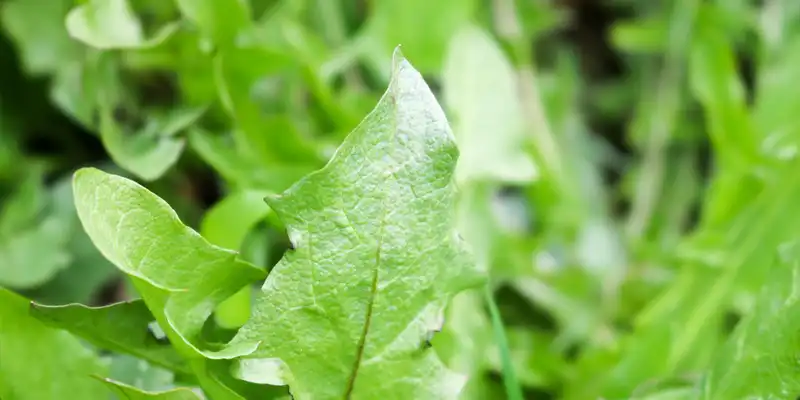 Boiled dandelion greens (without salt)