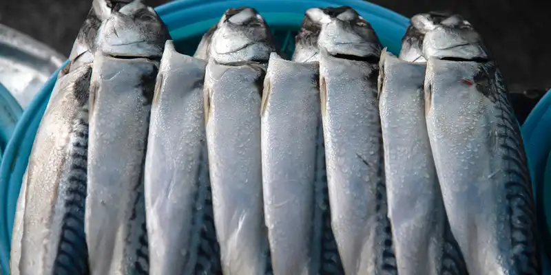 Aringa del Pacifico cruda