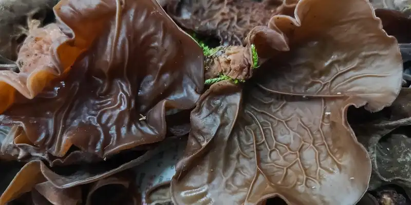 Dried jew's ear (pepeao)
