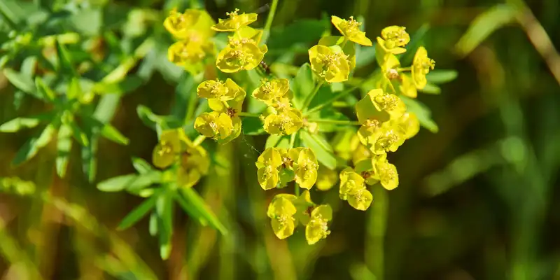 Boiled jute potherb (molokhia)