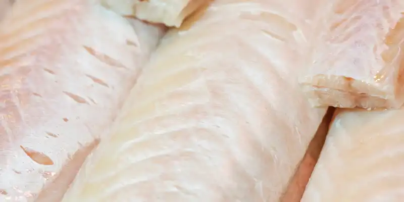 Lingcod