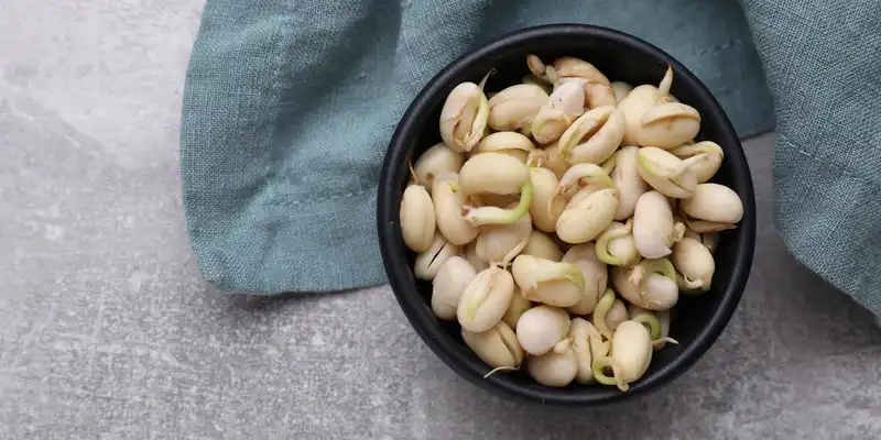 Fagioli marini germogliati (con sale)