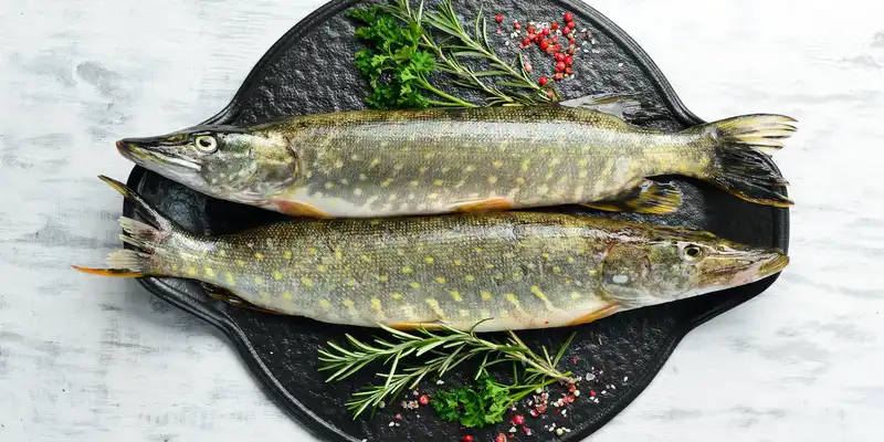 Raw pike
