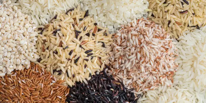 Rice