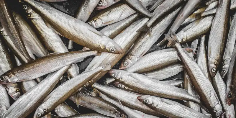 Rainbow smelt