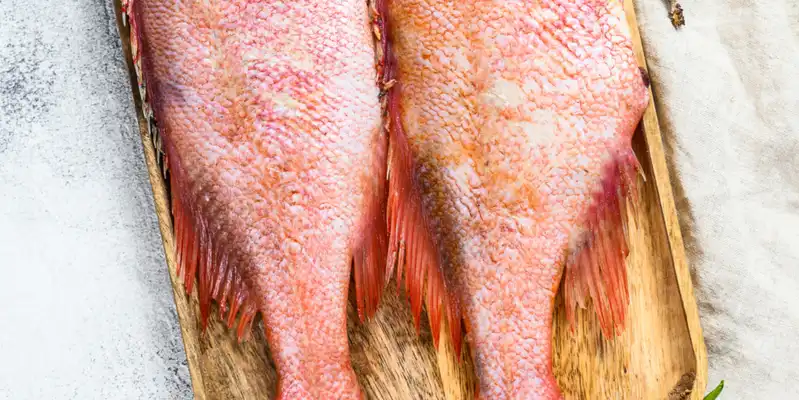 Snapper