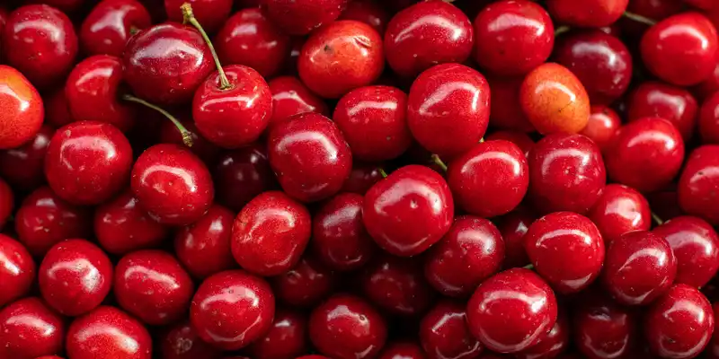 Cerise acide (griotte) crue